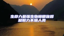 生命力最强生物蟑螂族群凝聚力不输人类