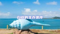 白蚁的生存条件