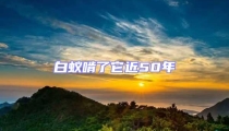 白蚁啃了它近50年