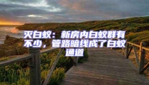 灭白蚁:新房内白蚁群有不少,管路暗线成了白蚁通道