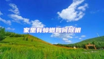 家里有蟑螂如何除根