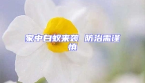 家中白蚁来袭 防治需谨慎