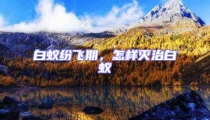 白蚁纷飞期,怎样灭治白蚁