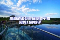 深圳消杀公司浅谈家中常见的几种蚊子