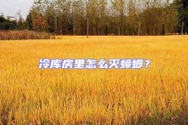 冷库房里怎么灭蟑螂？