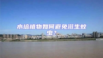 水培植物如何避免滋生蚊虫？
