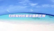 白蚁和蚂蚁最详细的区别
