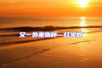 又一外来物种—红火蚁