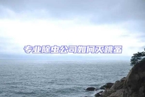 专业除虫公司如何灭跳蚤