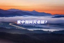 家中如何灭老鼠？