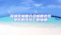 深圳灭蟑螂介绍蟑螂也吃受伤的或死亡的蟑螂