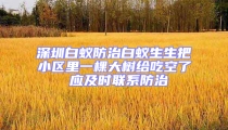 深圳白蚁防治白蚁生生把小区里一棵大树给吃空了 应及时联系防治