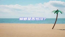 蟑螂是否怕冷?
