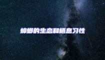 蟑螂的生态和栖息习性