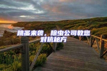 跳蚤来袭，除虫公司教您对抗秘方
