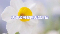灭虫公司教你灭鼠高招