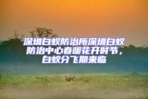 深圳白蚁防治所深圳白蚁防治中心春暖花开时节，白蚁分飞期来临