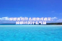 蟑螂害怕什么植物或者花，蟑螂讨厌什么气味