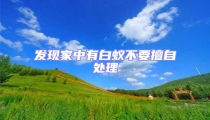 发现家中有白蚁不要擅自处理