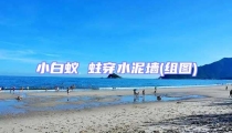 小白蚁 蛀穿水泥墙(组图)