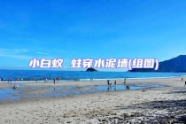 小白蚁 蛀穿水泥墙(组图)