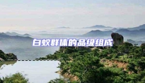 白蚁群体的品级组成