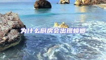 为什么厨房会出现蟑螂