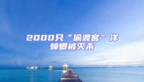 2000只“偷渡客”洋蟑螂被灭杀