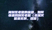闻到死老鼠的味道，如何快速找到死老鼠（资深灭鼠员实例，组图）