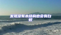 发现没有木结构也会有白蚁