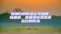 深圳白蚁防治公司提醒：新建房、房屋装饰装修莫忘白蚁防治