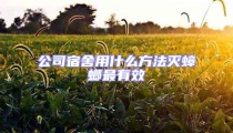 公司宿舍用什么方法灭蟑螂最有效