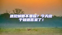 遇见蟑螂不要踩?今天终于知道答案了!