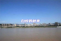 白蚊的种类
