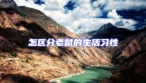 怎区分老鼠的生活习性