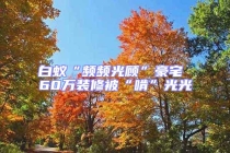 白蚁“频频光顾”豪宅 60万装修被“啃”光光