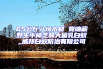 65公斤入境木材 竟暗藏野生牛樟芝和大量乳白蚁_威邦白蚁防治有限公司