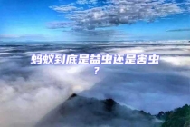 蚂蚁到底是益虫还是害虫？