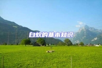 白蚁的基本知识