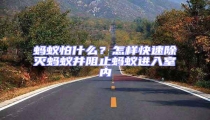 蚂蚁怕什么?怎样快速除灭蚂蚁并阻止蚂蚁进入室内