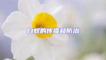 白蚁的传播和防治