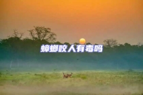 蟑螂咬人有毒吗