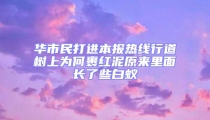 华市民打进本报热线行道树上为何裹红泥原来里面长了些白蚁