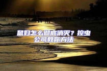 鼠妇怎么彻底消灭？控虫公司教你方法