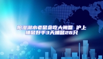 阳澄湖水老鼠贪吃大闸蟹 沪上捕鼠好手3天捕鼠26只