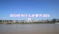 没白蚁为什么还要灭治白蚁