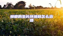 蟑螂的生长环境和怎么治理