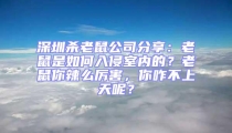 深圳杀老鼠公司分享：老鼠是如何入侵室内的？老鼠你辣么厉害，你咋不上天呢？