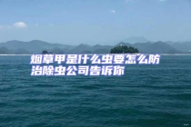 烟草甲是什么虫要怎么防治除虫公司告诉你