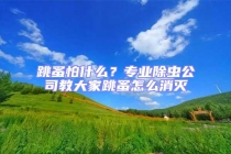 跳蚤怕什么？专业除虫公司教大家跳蚤怎么消灭